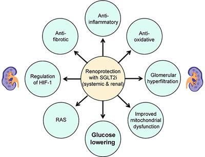 Renal outcomes with sodium-glucose cotransporters 2 inhibitors